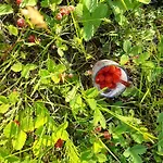 Of Roses Lanckorona