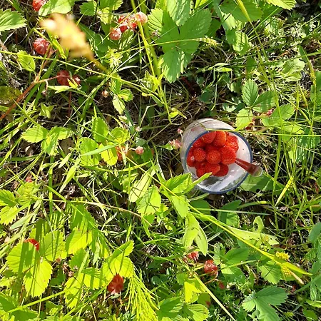 Of Roses Лянцкорона